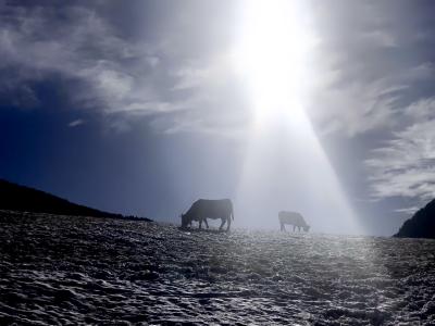 photograph “XI.2021 — Masticate vs. mysticate” par David Farreny — www.farreny.net — Andorre, Andorra, Canillo, automne, autumn, fall, pré, meadow, prairie, neige, snow, froid, cold, vaches, cows, broutage, grazing, ciel, sky, soleil, sun, lumière, light, nuages, clouds, montagne, mountain, animaux, animals, bétail, cattle