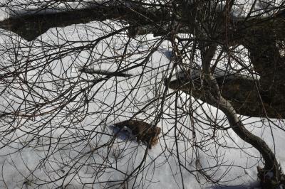 photograph “I.2024” par David Farreny — www.farreny.net — Andorre, Andorra, Canillo, rivière, river, Valira, Valira d'Orient, hiver, winter, glace, ice, eau, water, arbre, tree, branches, branchages, tronc, trunk, rochers, rocks