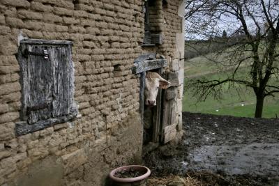 photograph “XII.2023 — Faces of home, 203” par David Farreny — www.farreny.net — France, Occitanie, Quercy, Tarn-et-Garonne, Molières, Coutié, ferme, farm, campagne, countryside, étable, stable, brique, brick, crue, raw, vache, cow, blonde d'Aquitaine, animal, bétail, cattle, bête, beast, corne, horn, arbre, tree, hiver, winter, boue, mud, porte, door, volet, shutter, bois, wood, pot, pré, prairie, meadow, paille, straw, domicile, home