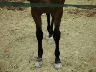 photograph “IV.2016” par David Farreny — www.farreny.net — France, cheval, horse, jambes, legs, étalon, stallion, sabots, hoofs, hooves, clôture, fence, terre, earth, sol, soil, jaune, yellow, animal, ruban, ribbon, tape, Occitanie, Gascogne, Gers, Jegun