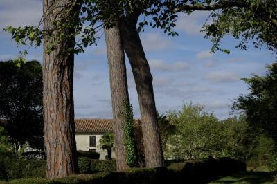 photograph “X.2020 — Faces of home, 113” par David Farreny — www.farreny.net — France, maison, house, arbres, trees, pins parasol, umbrella pines, feuillage, foliage, feuilles, leaves, branches, troncs, trunks, haie, hedge, fenêtre, window, volets, shutters, bois, wood, nature, palmier, palm tree, jardin, garden, nuages, clouds, domicile, home, Occitanie, Gascogne, Gers, Puységur