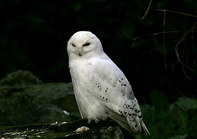 photograph “IV.2009” par David Farreny — www.farreny.net — Irlande, Ireland, Éire, Leinster, Dublin, Phoenix Park, zoo, Zú Bhaile Átha Cliath, oiseau, bird, hibou, owl, animal, harfang des neiges, Bubo scandiacus, snowy owl, polar owl, white owl, Arctic owl, ukpik, chouette des neiges, plumage, blanc, white