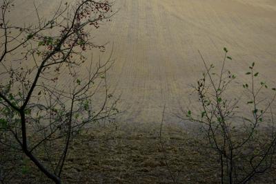 photograph “XI.2015” par David Farreny — www.farreny.net — France, champ, field, campagne, countryside, automne, autumn, fall, arbustes, shrubs, arbres, trees, sillons, furrows, terre, earth, sol, soil, paysage, landscape, vide, empty, emptiness, Occitanie, Gascogne, Gers, Jegun