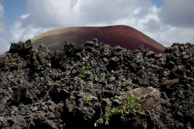 photograph “V.2016 — Lancerotte, 63” par David Farreny — www.farreny.net — Espagne, Spain, España, Canaries, Canary, Canarias, Lanzarote, Lancerotte, Masdache, île, island, montagne, mountain, volcan, volcano, Caldera colorada, lave, lava, nuages, clouds, arbre, tree, arbuste, shrub, rochers, rocks, rouge, red, noir, black, paysage, landscape, feuilles, leaves, feuillage, foliage