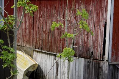 photograph “VI.2019 — Run away to the North, 174” par David Farreny — www.farreny.net — Norvège, Norway, Norge, Sogn og Fjordane, Sogndal, Fjærland, Mundal, hangar, abri, shed, bois, wood, planches, planks, rouge, Falun, red, bateau, boat, barque, small boat, arbres, trees, feuilles, leaves, feuillage, foliage, mur, wall, paroi, trou, hole, angle, coin, corner, jaune, yellow