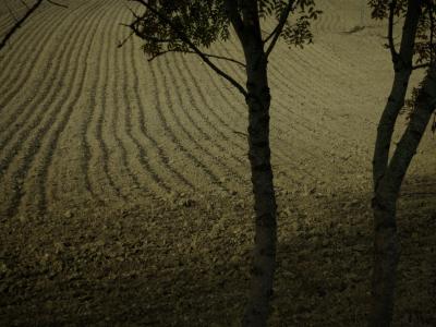 photograph “X.2016” par David Farreny — www.farreny.net — France, champ, field, automne, autumn, fall, arbres, trees, campagne, countryside, sillons, furrows, terre, earth, sol, soil, branches, feuillage, foliage, feuilles, leaves, troncs, trunks, Occitanie, Gascogne, Gascony, Gers, Jegun