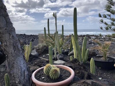 photograph “II.2018 — Lancerotte, 81” par David Farreny — www.farreny.net — Espagne, Spain, España, Canaries, Canary, Canarias, Lanzarote, Lancerotte, île, island, Yaiza, Montaña Bermeja, plage, playa, lave, lava, noir, black, mer, sea, eau, water, océan, ocean, Atlantique, Atlantic, rochers, rocks, pierres, stones, vague, wave, écume, foam, cactus, cacti, cactuses, pots, arbres, trees, tronc, trunk, horizon, ligne, line, nuages, clouds, plantes, plants, branches