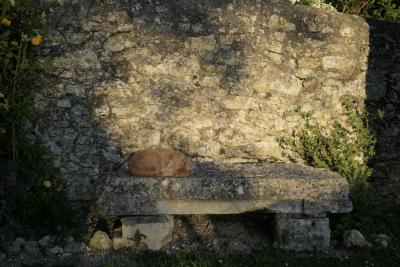 photograph “III.2019 — Memories of Gascony” par David Farreny — www.farreny.net — France, Occitanie, Gascogne, Gascony, Gers, Jegun, jardin, garden, banc, bench, pierre, stone, mur, wall, plantes, fleurs, flowers, chat, chatte, cat, animal, domestique, pet, Paupiette, sommeil, sleep, malade, ill, herbe, grass, feuilles, leaves, feuillage, foliage, nostalgie, nostalgia