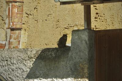 photograph “III.2025” par David Farreny — www.farreny.net — France, Occitanie, Gascogne, Gascony, Lomagne, Gers, Fleurance, mur, wall, muret, low wall, vieux, old, enduit, crépi, roughcast, brique, brick, parpaings, breeze-blocks, chat, cat, animal, ombre, shadow, portail, gate, bois, wood, gouttière, gutter, métal, metal