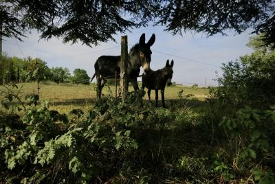 photograph “VIII.2015” par David Farreny — www.farreny.net — France, ânes, asses, donkeys, pré, meadow, campagne, countryside, arbres, trees, couvert, shelter, feuillage, foliage, clôture, fence, piquet, post, stake, herbe, grass, ânon, foal, nature, animal, animaux, animals, Occitanie, Gascogne, Gers, Jegun