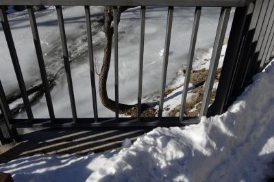 photograph “I.2023” par David Farreny — www.farreny.net — Andorre, Andorra, Canillo, rivière, river, Valira d'Orient, Valira, hiver, winter, glace, ice, eau, water, rambarde, guardrail, métal, metal, neige, snow, froid, cold, arbre, tree, tronc, trunk, rive, shore, prison, jail, cellule, cell