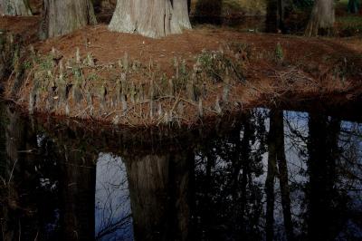 photograph “XI.2015” par David Farreny — www.farreny.net — France, étang, pond, eau, water, arbres, trees, troncs, trunks, automne, autumn, fall, reflet, reflection, racines, roots, jardin, garden, nature, Occitanie, Gascogne, Gers, Castéra-Verduzan