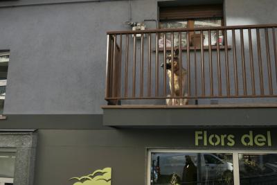 photograph “XI.2023 — The watcher and the border” par David Farreny — www.farreny.net — Andorre, Andorra, Escaldes-Engordany, bâtiment, immeuble, building, béton, concrete, mur, wall, balcon, balcony, chien, dog, animal, fenêtres, windows, verre, vitre, glass, vitrine, bay, enseigne, sign, fleuriste, florist, Flors del, reflet, reflection, fourgonnette, van, véhicule, vehicle, plantes, plants, pot, profil, profile