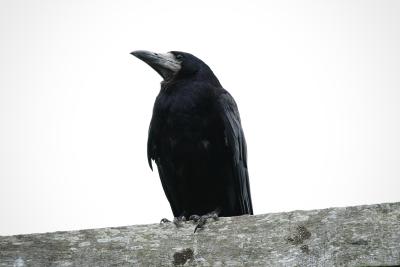 photograph “VII.2010 — Lord, when cold is the prairie” par David Farreny — www.farreny.net — Royaume-Uni, United Kingdom, Angleterre, England, GB, UK, Stonehenge, Wiltshire, oiseau, bird, corbeau, crow, rook, corneille, Rimbaud, noir, black, bec, beak, animal, Léo Ferré, freux, Corvus frugilegus, Corvidés, Corvidae