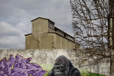 photograph “III.2021” par David Farreny — www.farreny.net — France, Occitanie, Gascogne, Gers, Éauze, usine, factory, mur, wall, béton, concrete, arbre, tree, graffiti, tags, fresque, fresco, peinture, painting, singe, monkey, gorille, gorilla, animal, violet, purple, tronc, trunk, nuages, clouds, abandonné, abandoned, tête, head, portrait, lampadaire, lamp