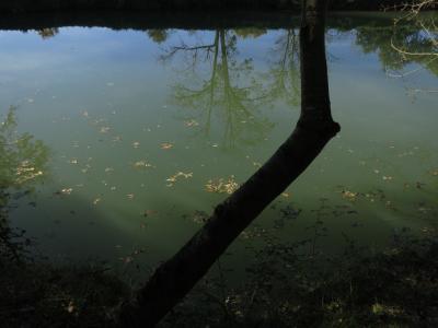 photograph “XI.2016” par David Farreny — www.farreny.net — France, rivière, river, eau, water, rive, shore, vert, green, bleu, blue, arbres, trees, tronc, trunk, feuilles, leaves, reflet, reflection, automne, autumn, fall, coude, angle, bend, elbow, branches, Occitanie, Gascogne, Gascony, Gers, Condom