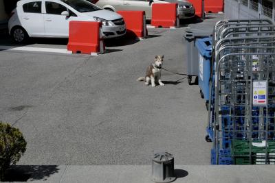 photograph “III.2023” par David Farreny — www.farreny.net — Andorre, Andorra, Canillo, parking, car park, bitume, blacktop, asphalte, asphalt, poubelles, conteneurs, garbage, trash, cans, plastique, plastic, métal, metal, béton, concrete, plot, haie, hedge, voitures, cars, chien, dog, laisse, leash, assis, sitting, animal