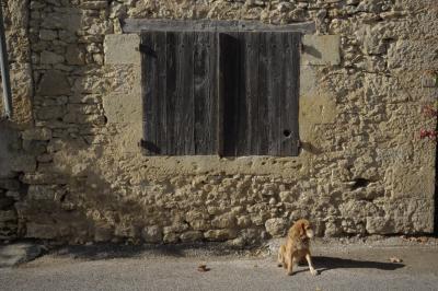 photograph “XI.2015” par David Farreny — www.farreny.net — France, Occitanie, Gascogne, Gascony, Gers, Jegun, maison, house, mur, wall, pierre, stone, beige, fenêtre, window, volets, shutters, bois, wood, chien, dog, rue, street, bitume, blacktop, asphalte, asphalt, animal, feuilles, leaves, gouttière, drainpipe, métal, metal, fleurs, flowers, ombre, shadow, plaque, plate, numéro, number, 12, poutre, beam