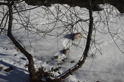 photograph “I.2024” par David Farreny — www.farreny.net — Andorre, Andorra, Canillo, hiver, winter, Valira, Valira d'Orient, rivière, river, glace, ice, froid, cold, rochers, rocks, arbres, trees, branches, branchages, neige, snow, ombre, shadow, nature