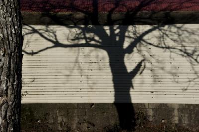 photograph “XII.2015” par David Farreny — www.farreny.net — France, Occitanie, Gascogne, Gascony, Gers, Ordan-Larroque, hangar, shed, tôle ondulée, corrugated iron, métal, metal, arbre, tree, tronc, trunk, ombre, shadow, branches, écorce, bark, parpaings, breeze-blocks