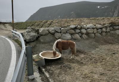 photograph “III.2022” par David Farreny — www.farreny.net — Andorre, Andorra, Canillo, cheval, horse, pré, meadow, rochers, rocks, montagne, mountain, route, road, bitume, blacktop, asphalte, asphalt, métal, metal, glissière, slide, herbe, grass, poteau, post, pole, bois, wood, chemin, path, neige, snow, nature