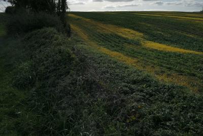 photograph “X.2020” par David Farreny — www.farreny.net — France, automne, autumn, fall, champ, field, campagne, countryside, bord, edge, vert, green, jaune, bosquet, shrub, arbres, trees, herbe, grass, nuages, clouds, paysage, landscape, yellow, Occitanie, Gascogne, Gers, Peyrusse-Massas