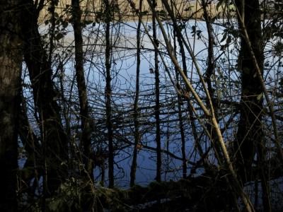 photograph “II.2025” par David Farreny — www.farreny.net — France, Occitanie, Tarn-et-Garonne, Puygaillard-de-Quercy, campagne, countryside, lac, lake, lac du Gouyre, eau, water, arbres, trees, troncs, trunks, branches, branchages, bois, wood, nature, hiver, winter, feuilles, leaves