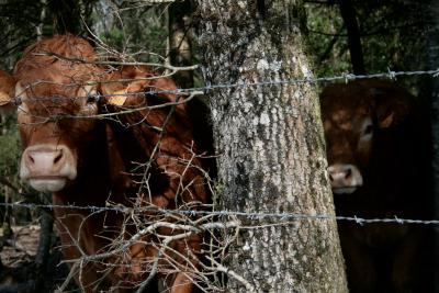 photograph “III.2011” par David Farreny — www.farreny.net — France, vaches, cows, arbre, tree, bois, wood, branches, fil, barbelé, barbed, wire, clôture, fence, fencing, tronc, trunk, écorce, bark, profusion, 4016, 4024, Occitanie, Aveyron, Rouergue, Cadours