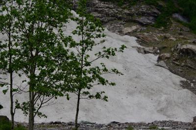 photograph “VI.2019 — Run away to the North, 300” par David Farreny — www.farreny.net — Norvège, Norway, Norge, Sogn og Fjordane, Sogndal, Fjærland, Supphellebreen, glacier, glace, ice, rocher, rock, montagne, mountain, nature, froid, cold, neige, snow, arbres, trees, feuilles, leaves, feuillage, foliage