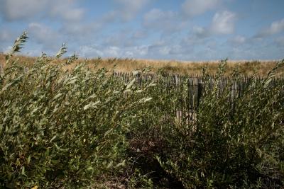 photograph “VII.2010” par David Farreny — www.farreny.net — France, herbe, grass, nuages, clouds, vent, wind, Nord-Pas-de-Calais, végétation, vegetation, plantes, plants, barrière, clôture, fence, fencing, talus, embankment, profusion, la barrière cachée, l'enclos et l'ouvert, le danger tapis au soleil, beauté brouillée et grave, en silence vers l'azur, cap Gris-Nez, Audinghen