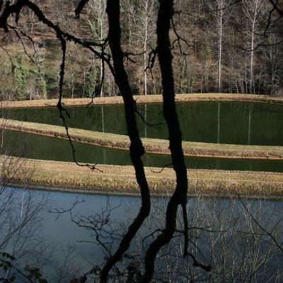 photograph “II.2009 — Lagooning I” par David Farreny — www.farreny.net — France, trees, arbres, forêt, forest, pool, bassin, lagunage, constructed wetland, constructed wetpark, branches, profusion, eau, water, Aveyron, Rouergue, Occitanie, Sauveterre-de-Rouergue, Naucelle