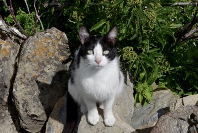 photograph “[Interlude] For-others” par David Farreny — www.farreny.net — Andorre, Andorra, Canillo, chat, cat, chatte, animal, bête, félin, feline, autrui, other, regard, look, blanc, white, noir, black, moustaches, vibrisses, whiskers, vibrissae, oreilles, ears, pattes, paws, plantes, plants, fourrure, fur, rochers, rocks, feuilles, leaves, ombre, shadow, Sartre, carte postale, postcard