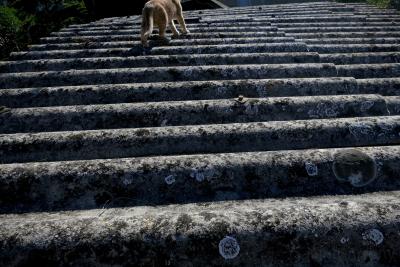 photograph “X.2015” par David Farreny — www.farreny.net — France, chat, cat, toit, roof, tôle ondulée, corrugated iron, métal, metal, animal, Occitanie, Gascogne, Gers, Jegun