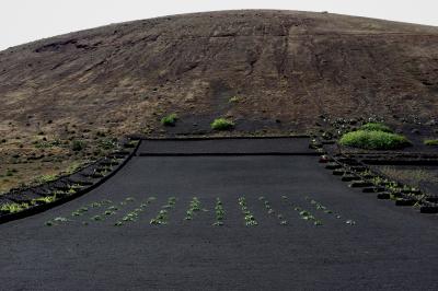 photograph “V.2016 — Lancerotte, 22. Lettuce square” par David Farreny — www.farreny.net — Espagne, Spain, España, Canaries, Canary, Canarias, Lanzarote, Lancerotte, île, island, La Vegueta, lave, lava, montagne, mountain, champ, field, vigne, vine, vineyard, murets, low walls, courbure, curvature, noir, black, paysage, landscape, nature