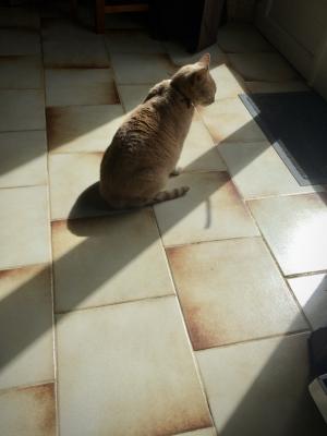 photograph “IV.2017 — Absent melancholy” par David Farreny — www.farreny.net — France, Occitanie, Gascogne, Gascony, Jegun, carrelage, tiling, chat, chatte, cat, blonde, Paupiette, mélancolique, melancholic, penseuse, thinking, lumière, light, ombre, shadow, porte, door, paillasson, mat