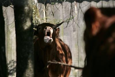photograph “III.2011 — Sandrine\'s anger” par David Farreny — www.farreny.net — France, Occitanie, Aveyron, Rouergue, Cadour, vache, cow, bois, wood, planches, boards, mur, wall, animal, bétail, cattle, branches, arbre, tree, tronc, trunk, colère, anger, laideur, laid, ugly, ugliness, bêtise, stupidity, extrémiste, extremist, extrémisme, extremism, Sandrine Rousseau, bigote, bigoterie, bigot, bigotry, cri, scream, langue, tongue, cornes, horns, mufle, naseaux, nostrils