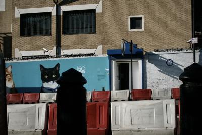 photograph “X.2010 — Metropolis and Felidae” par David Farreny — www.farreny.net — Royaume-Uni, United Kingdom, Angleterre, England, GB, UK, Londres, London, Battersea, Wandsworth, ville, city, métropole, metropolis, rue, street, Battersea Dogs and Cats Home, refuge, animalier, animaux, animal, animals, chiens, chats, dogs, cats, illustration, murale, mural, enseigne, sign, poteaux, posts, métal, metal, immeuble, building, caméra, camera, vidéosurveillance, video surveillance, CCTV, 150, fenêtres, windows, porte, door, brique, brick, rouge, red, blanc, white, bleu, blue, noir, black, plastique, plastic, séparateurs de voie, road dividers, Vauxhall, Morrissey, profusion, félins, félidés, Felidae, bollard