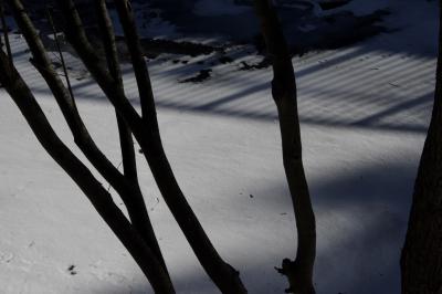 photograph “I.2023” par David Farreny — www.farreny.net — Andorre, Andorra, Canillo, rivière, river, Valira, Valira d'Orient, hiver, winter, glace, ice, eau, water, arbres, trees, troncs, trunks, rambarde, guardrail, ombre, shadow, trous, holes