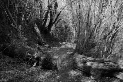 photograph “II.2009” par David Farreny — www.farreny.net — France, hiver, winter, forêt, forest, bois, wood, arbres, trees, village, Sauveterre-de-Rouergue, Naucelle, Aveyron, Rouergue, Ségala, tronc, trunk, Occitanie